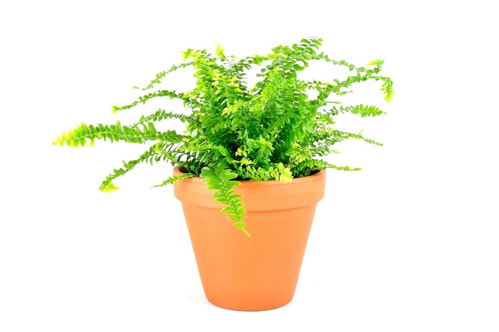 Gardners Nephrolepis exaltata, priemer 12-14 cm Obrázok produktu 