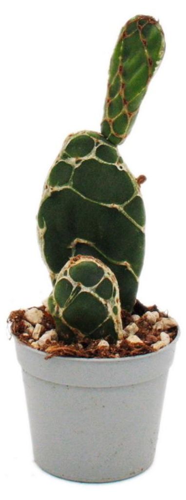 Cactus cobra - Opuntia reticulata « Cobra » - un cactus Image du produit 