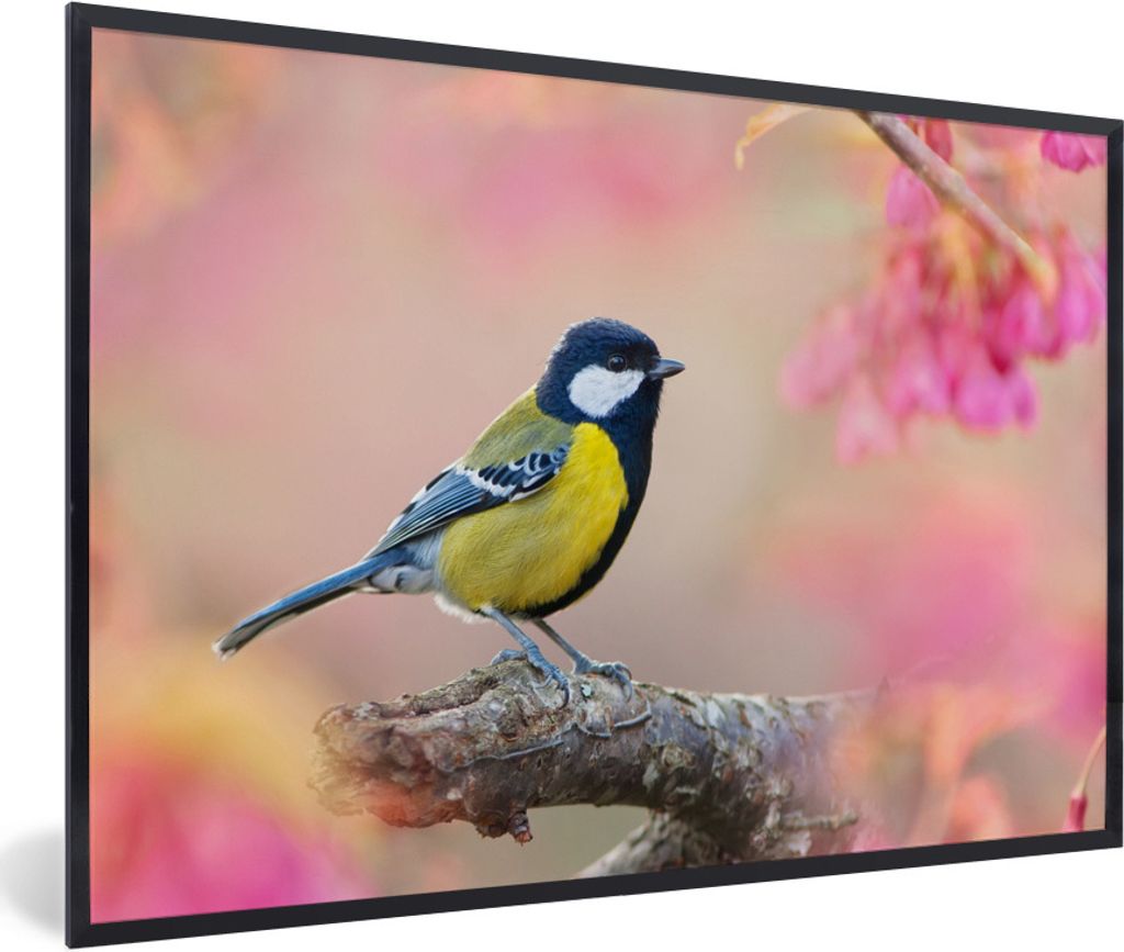 MuchoWow Gerahmtes Poster Sanfte Farben um die gelbe Meise 60x40 cm - Poster mit Schwarzem Bilderrahmen Wandposter Rahmen Foto Bilder - Printing ...