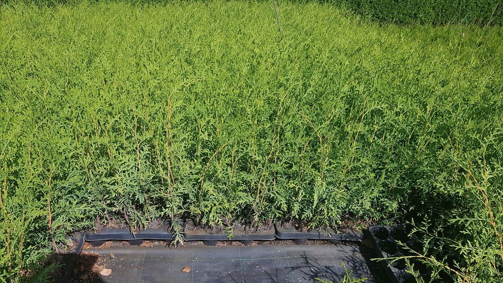 300 Stück, 15-20cm, Topf 6cm, Lebensbaum Thuja occidentalis Produktbild 