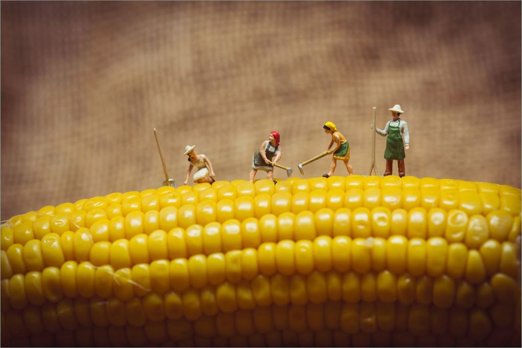 Wallario selbstklebendes Poster - Lustige Bauernfiguren auf einem Maiskolben beim Arbeiten, Größe: 61 x 91,50 cm
