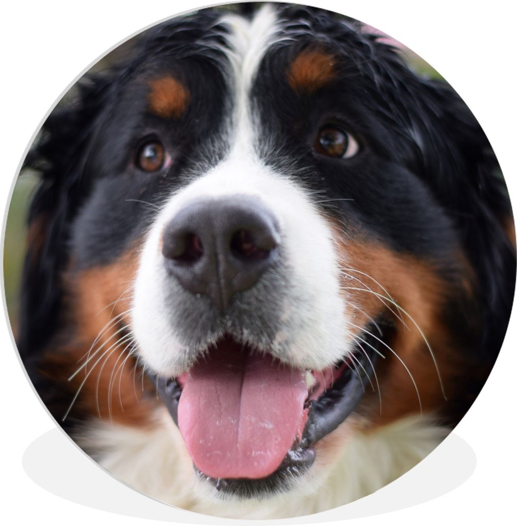 MuchoWow Rundes Wandbild - Runde Bilder Vorderansicht des Kopfes des Berner Sennenhundes Ø 60 cm Kreis Wanddekoration Kunststoff - Wandkreis - W...