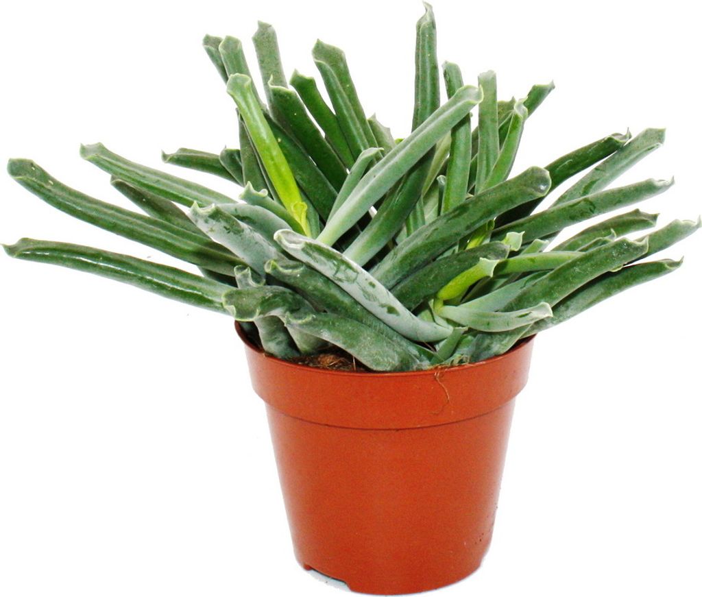 Cotyledon "Elephants Trunk" - Elefanten-Rüssel-Pflanze - Sukkulente - im 12cm Topf