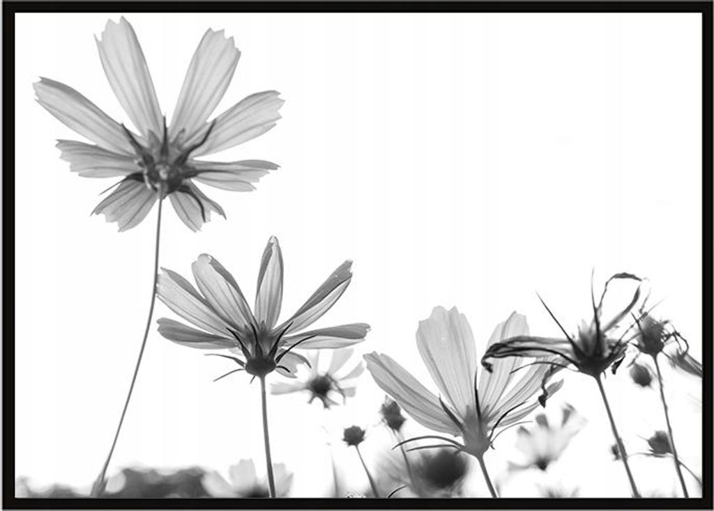 Bild Poster im Rahmen 53x73 cm Blumen P1057