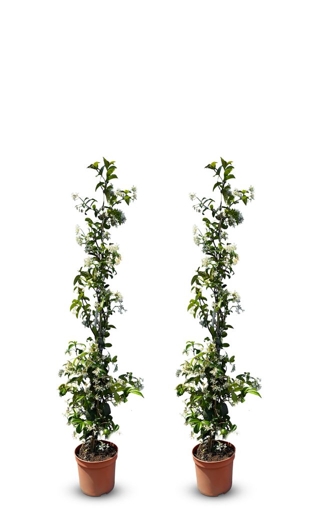 Two potted climbing plants with white flowers and green leaves are shown against a white background.