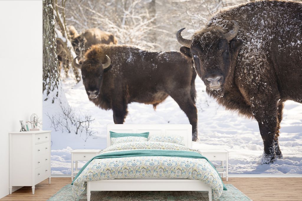 MuchoWow Fototapete für Wohnzimmer oder Schlafzimmer Wandtapete Vinyl Motivtapete Zwei Wisente im Białowieża-Nationalpark in Polen - 525x350 c...