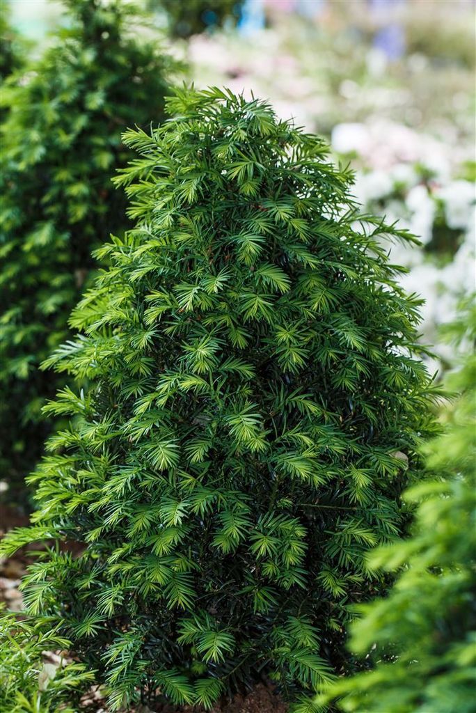 Taxus baccata 'Höpken's Gigant', Eibe, 40–50 cm Produktbild 