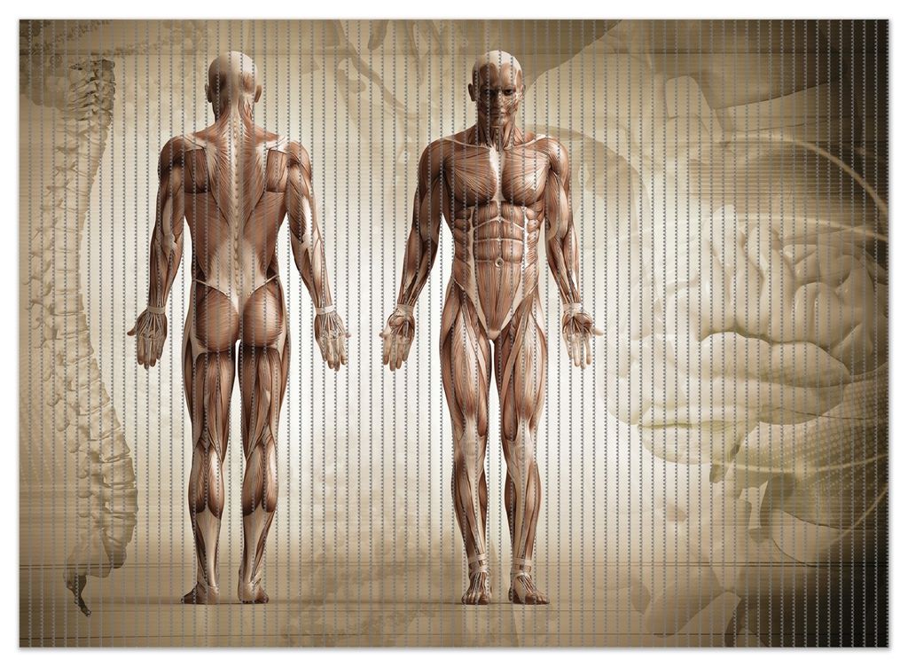 Wallario Duschmatte Antirutschmatte Badmatte Fußmatte Anatomie Mensch II, Größe ca. 90 x 65 cm