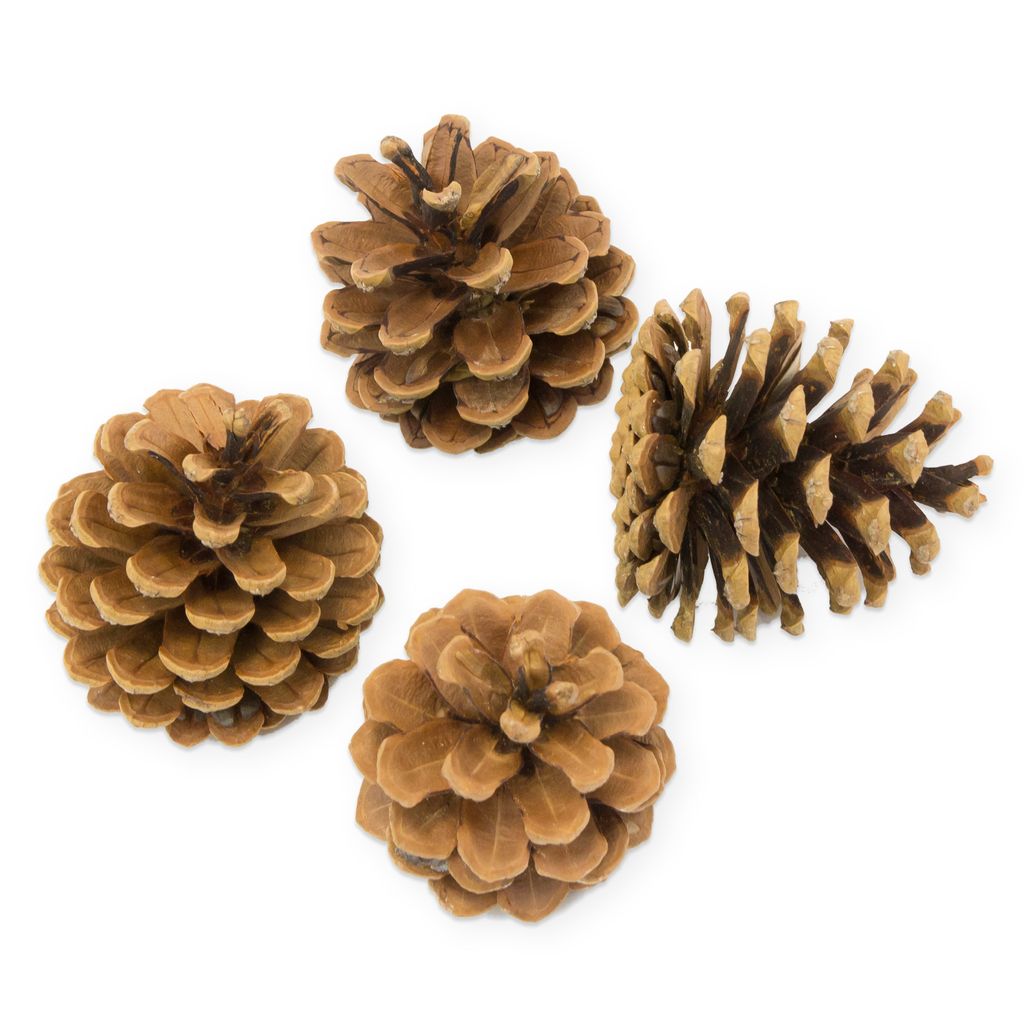 große Deko Tannenzapfen 0,5kg ca 25 Stück ca. 4-8cm Zapfen