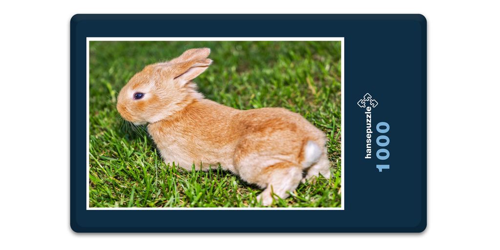 hansepuzzle 18809 - Kaninchen Puzzle, 1000 Teile, Tierwelt, 60,0 x 46,0cm mit hochwertiger Aufbewahrung, Kartonbox und wiederverschließbarem Beutel