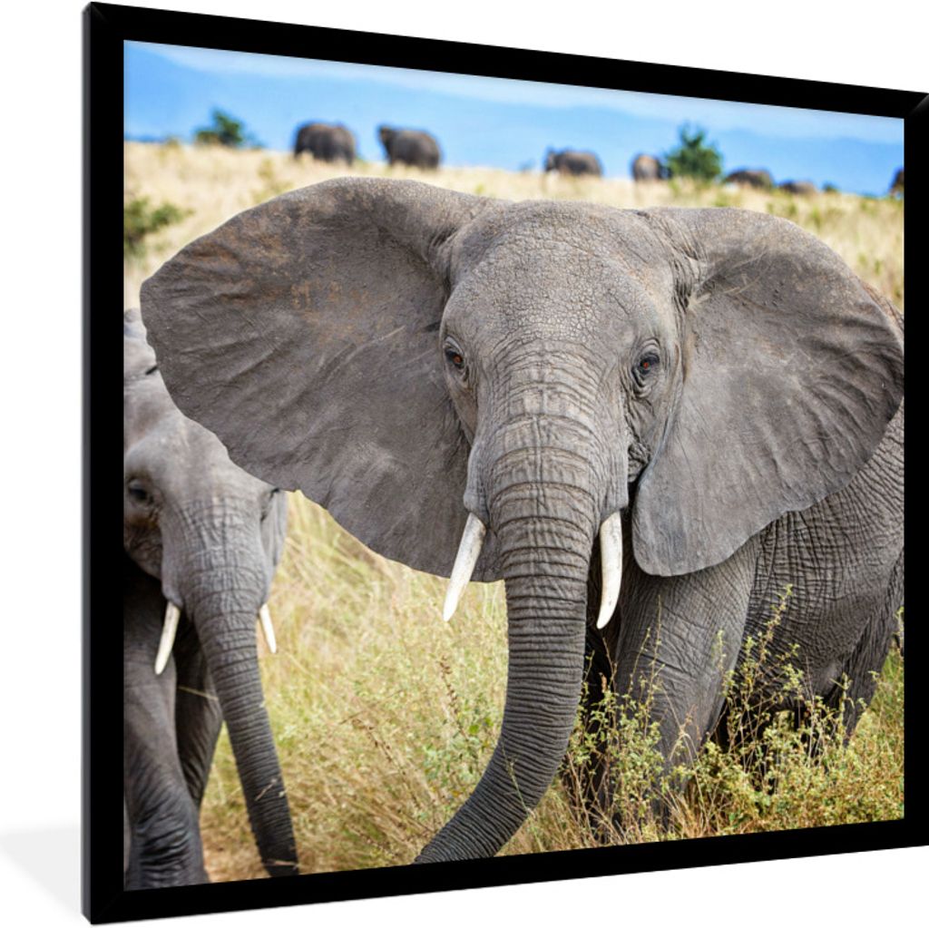MuchoWow Gerahmtes Poster Elefanten laufen bedrohlich auf die Kamera zu 40x40 cm - Poster mit Schwarzem Bilderrahmen Wandposter Rahmen Foto Bilde...