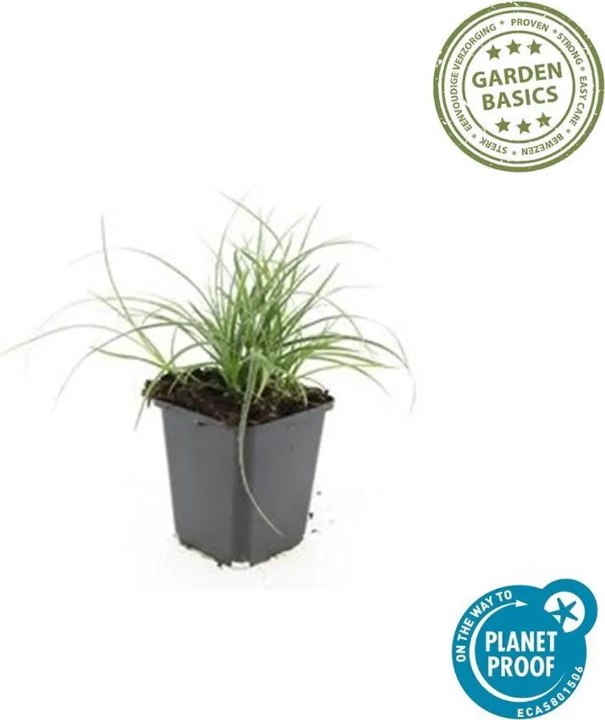 Plante couvre-sol persistante - Luzule blanche Luzula nivea - Lot de 12
