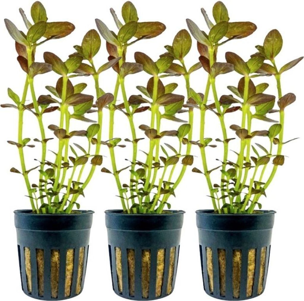 Aquarium Pflanze 3 Stück Bacopa salzmannii purple Wasserpflanzen AquaOne Nr.343B