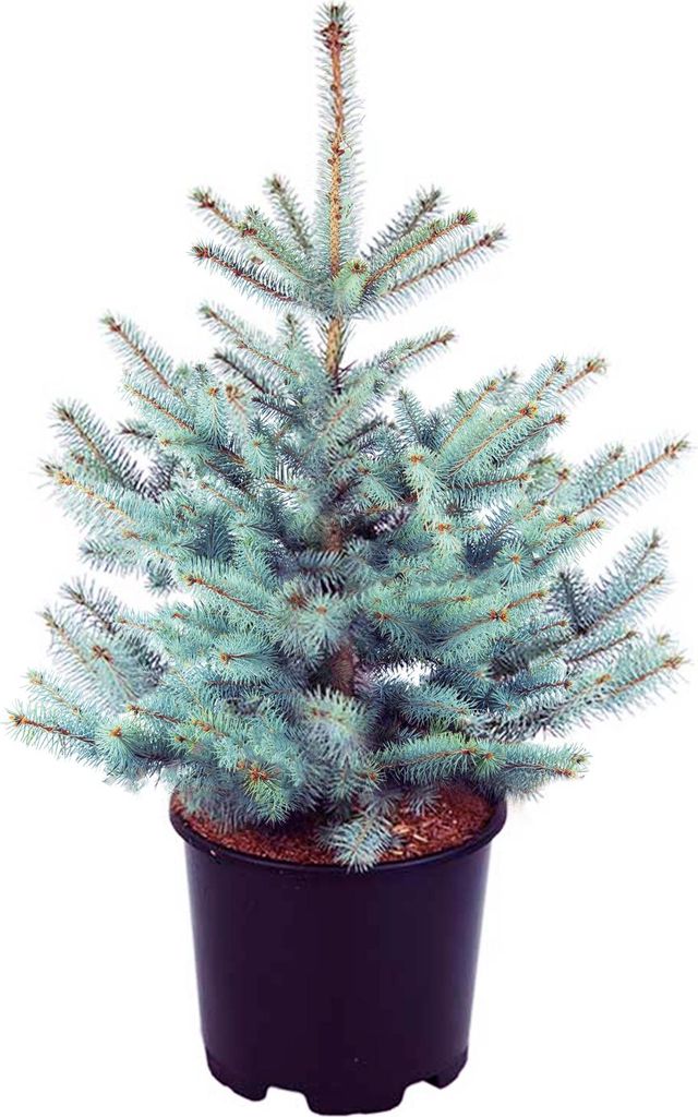 Stech-Fichte ´BLUE DIAMOND®´ 20-30 cm, Cont. 2,5 l Produktbild 