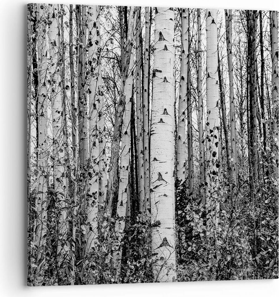 Bild auf Leinwand - Leinwandbild - Einteilig - Birken Wald Monochrom - 70x70cm - Wand Bild - Wanddeko - Wandbilder - Leinwanddruck - Bilder - Wandd...