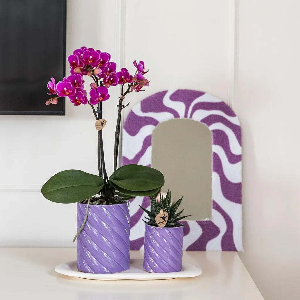 Composition Orchidée Phalaenopsis Orange et Plante Verte en Pots Ornementaux