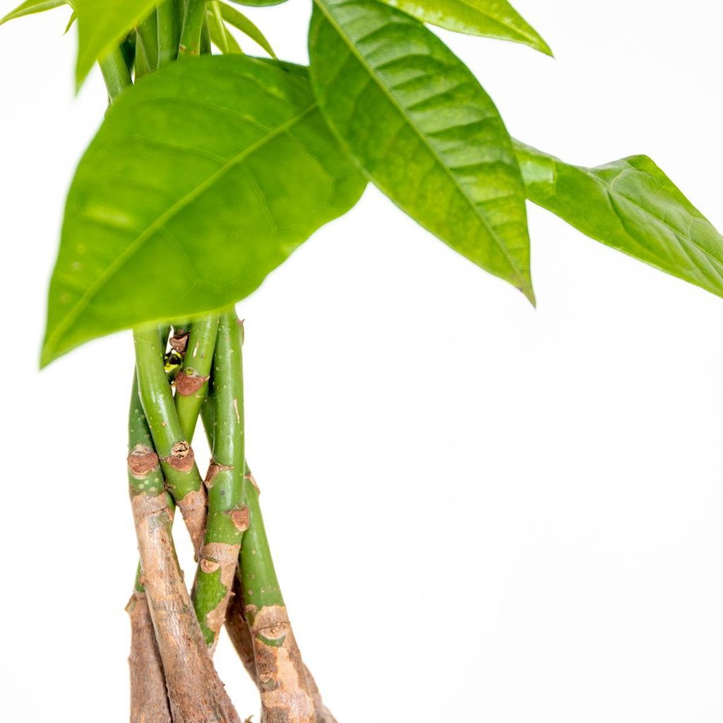 Pachira Aquatica 50-60cm
