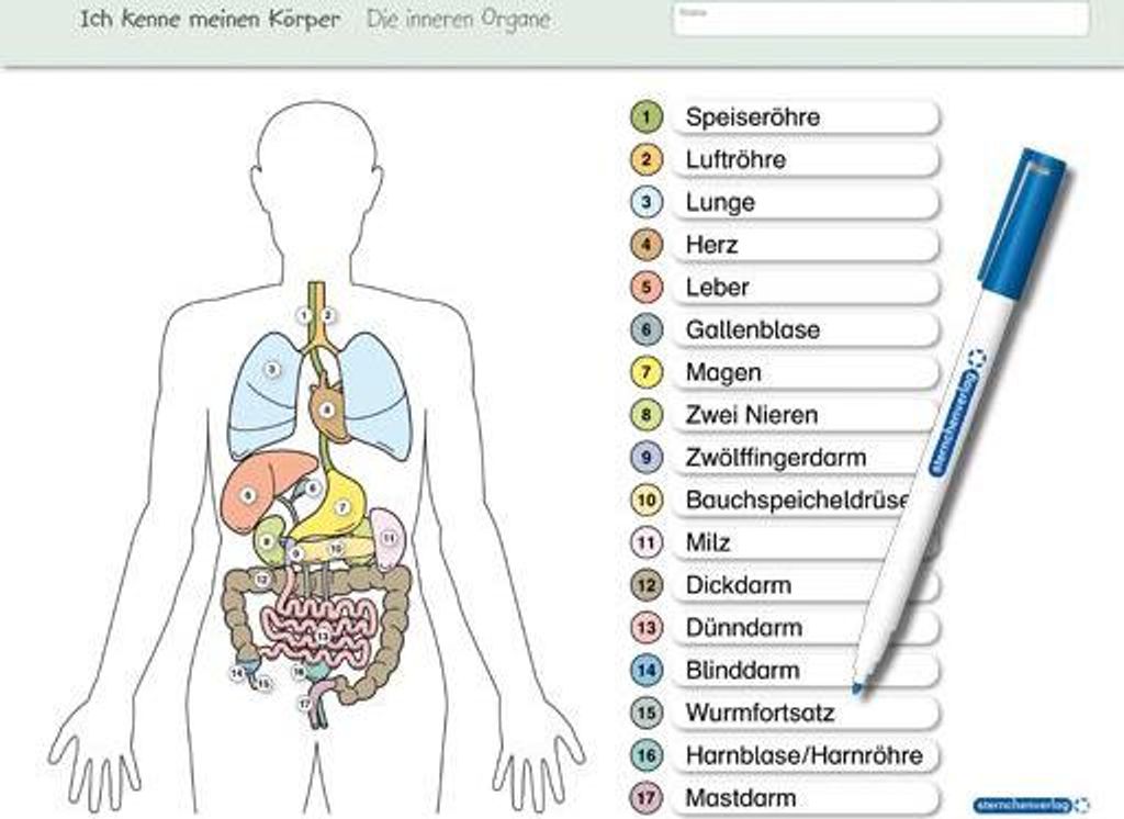 Ich kenne meinen Körper - Die inneren Organe