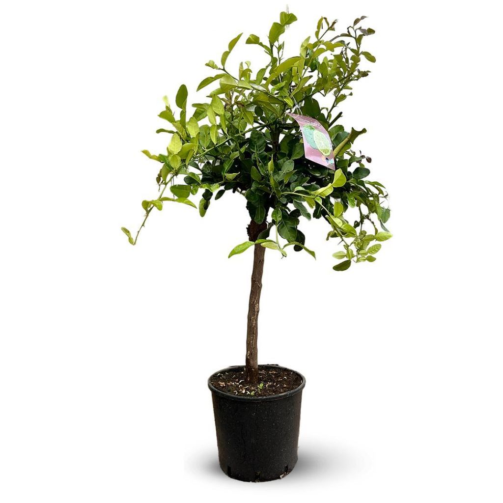 Combava - agrume méditerranéen - arbre fruitier - ↕ 110-120 Image du produit 