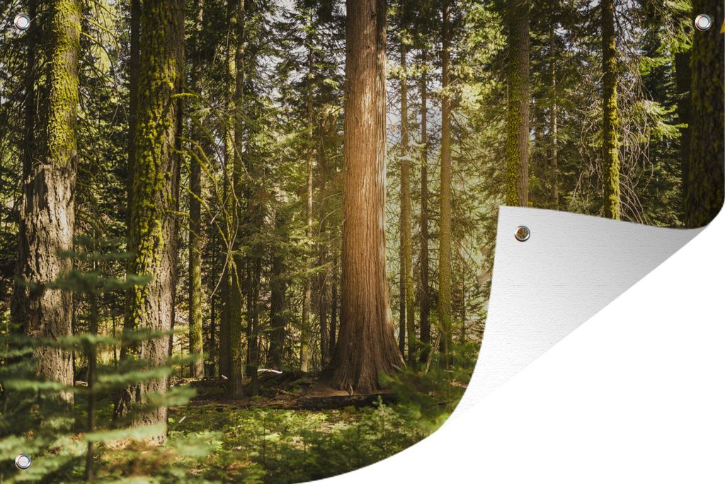 MuchoWow 60x40 cm Outdoor-Poster Gartendeko Sichtschutz Garten Poster für den Garten Sonnenstrahlen entlang der Bäume im Sequoia National Park...