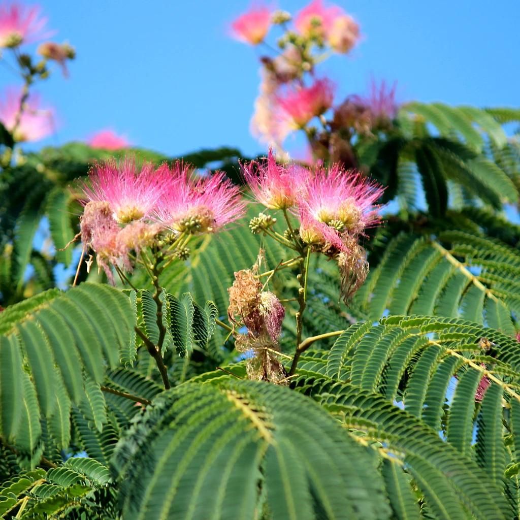 Albizia julibissin – Perzische zijdenboom, hoogte 60-80 cm, Productafbeelding 