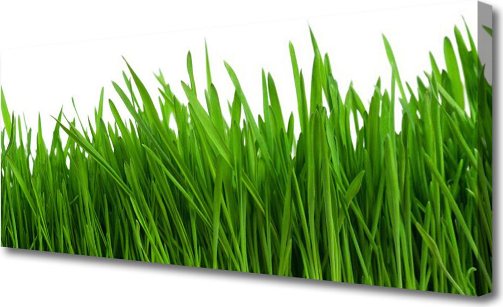 Tulup Leinwand-Bilder 125x50 Wandbild Canvas Kunstdruck Gras Pflanzen