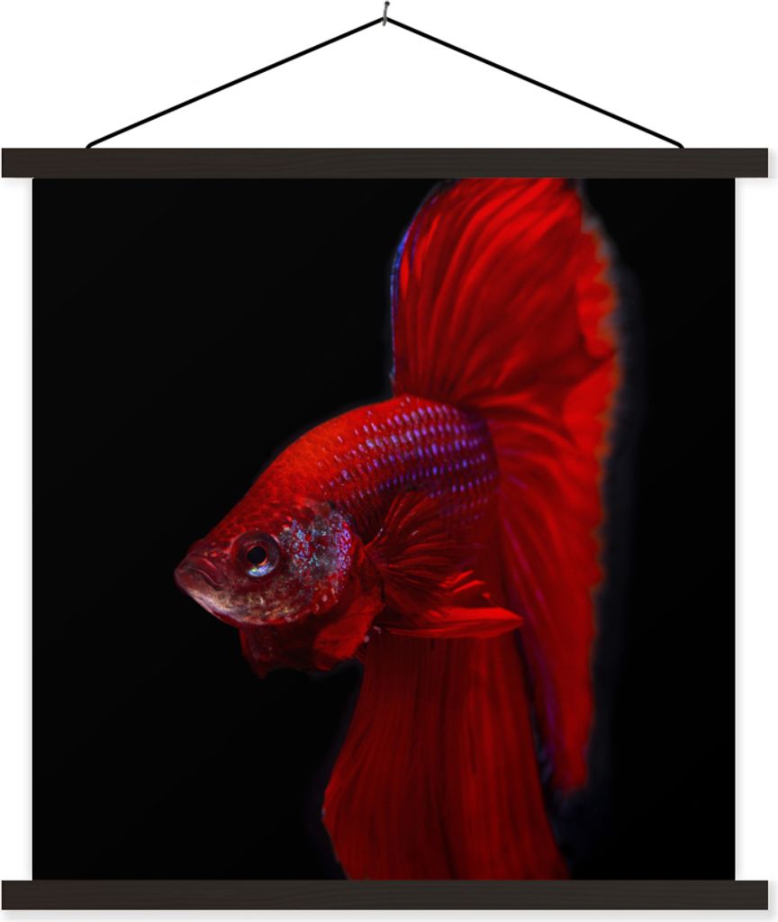 MuchoWow Textilposter Fische - Tiere - Rot 40x40 cm mit schwarzem Rahmen - Fotos