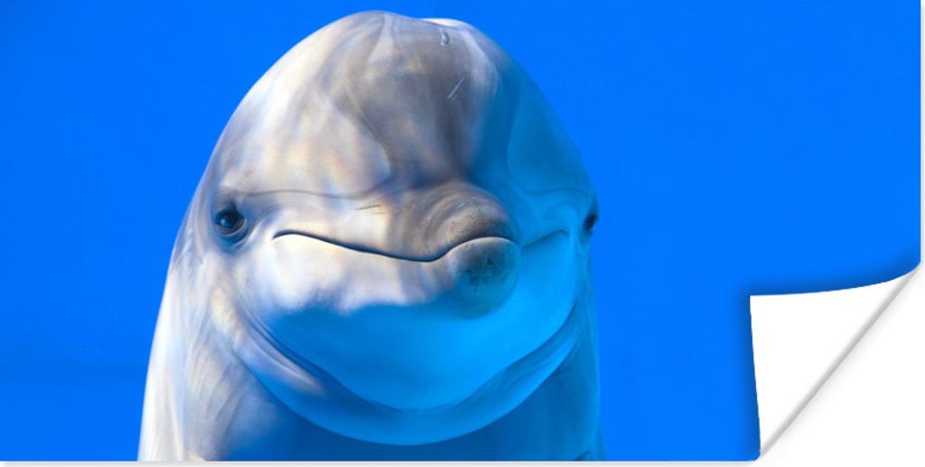 MuchoWow Poster Delfin in einem Aquarium 40x20 cm - Poster für die Wand - Poster Schlafzimmer