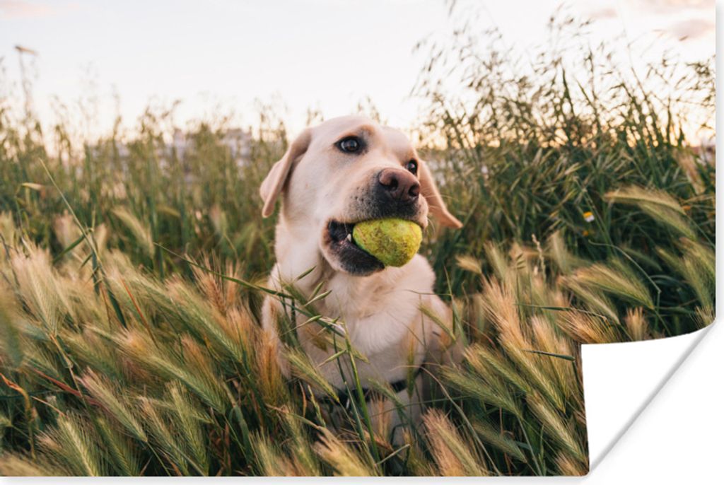 MuchoWow Poster Labrador Retriever spielt mit einem Tennisball im Gras 180x120 cm - Fotoplakat