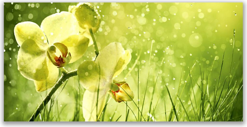 Tulup Leinwand-Bilder 120x60 Wandbild Canvas Kunstdruck Gras Blumen Pflanzen