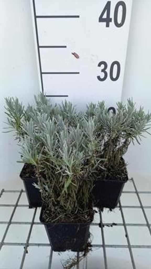 6 x Lavandula int. 'Grappenhall' - Lavendel - Topf 9 x 9 cm