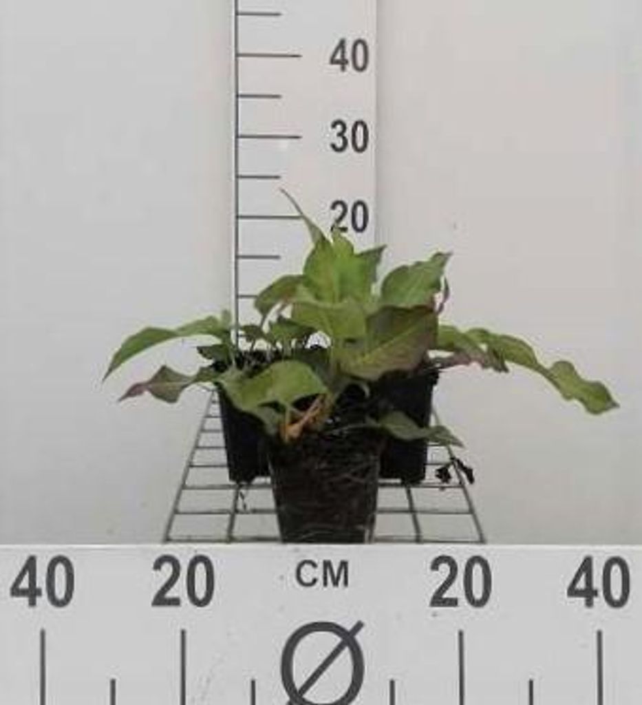 6 x Persicaria ampl. 'Alba' - Kerzenknöterich - Topf 9 x 9 cm