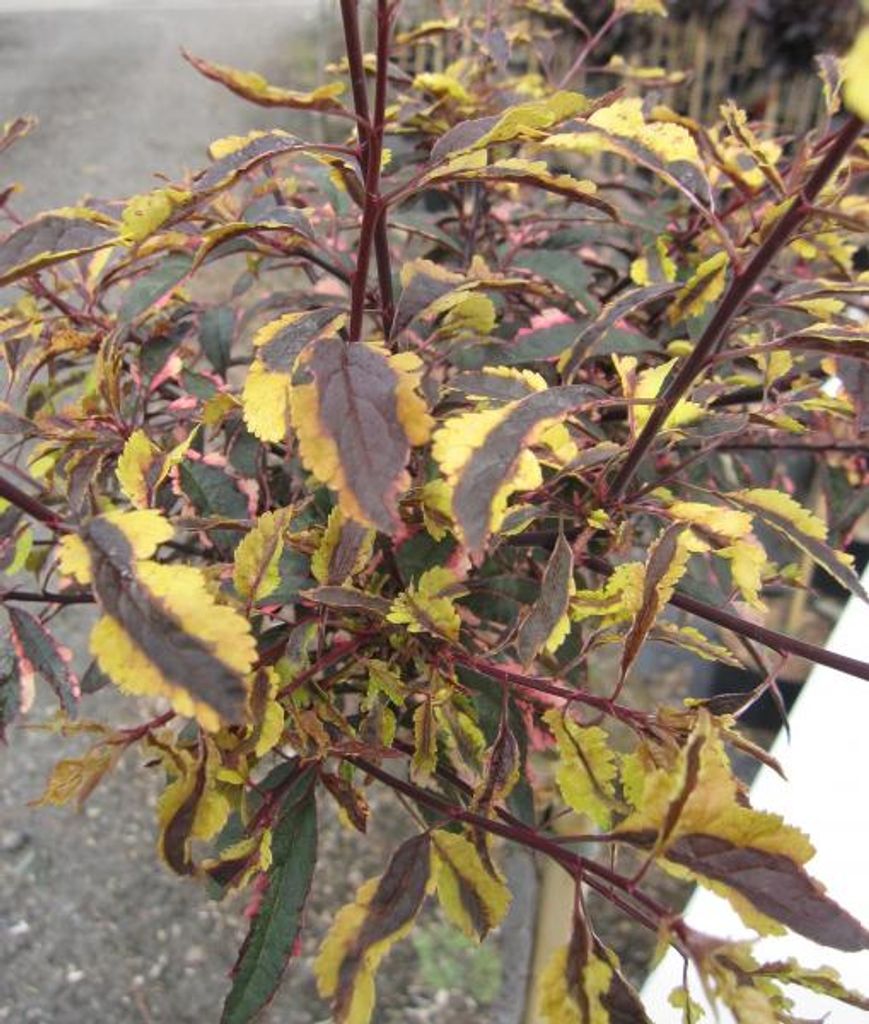 Hochstamm - Wildpflaume Hessei CAC - Prunus cerasifera - Blattschönheit - 80cm Stamm + Krone