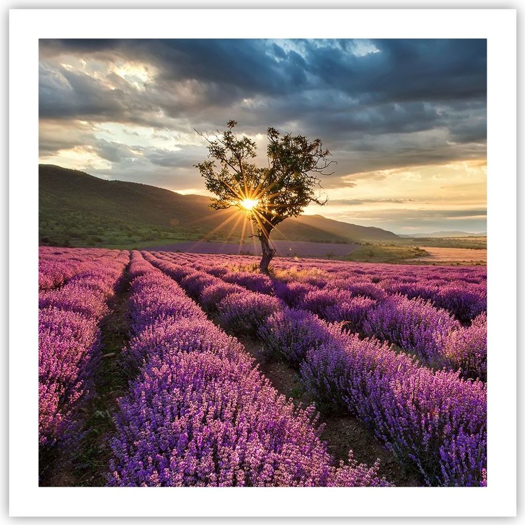 Poster - Poster ohne Rahmen - Lavendel Berge Feld - 60x60 cm - Wand Bild - Wanddeko - Wandbilder - Kunstposter - Wandposter - Bilder - Kunstdruck -...