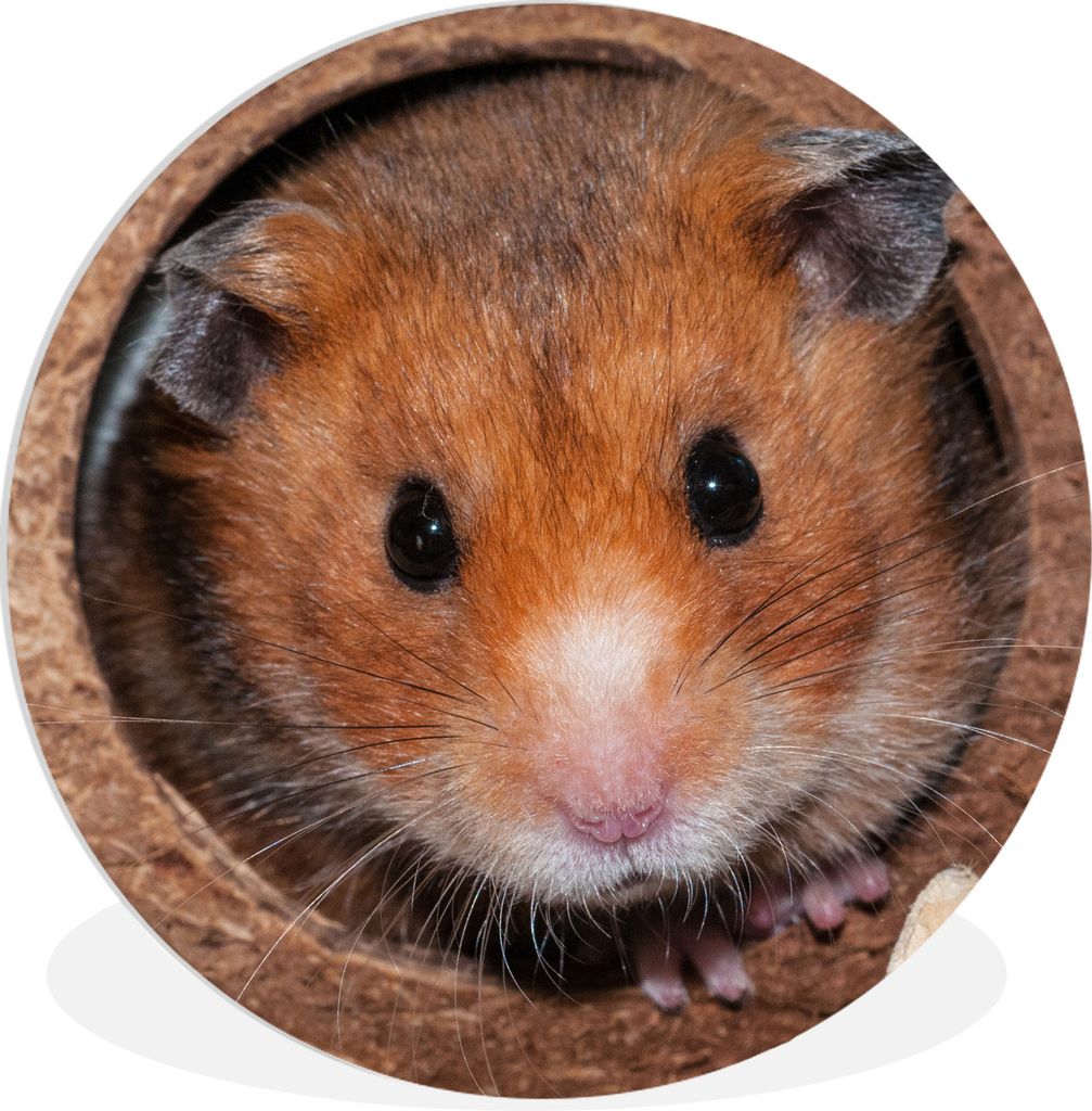 MuchoWow Rundes Wandbild - Runde Bilder Hamster kommt zum Zuschauen Ø 60 cm Kreis Wanddekoration Kunststoff - Wandkreis - Wandschmuck - Wand Kre...