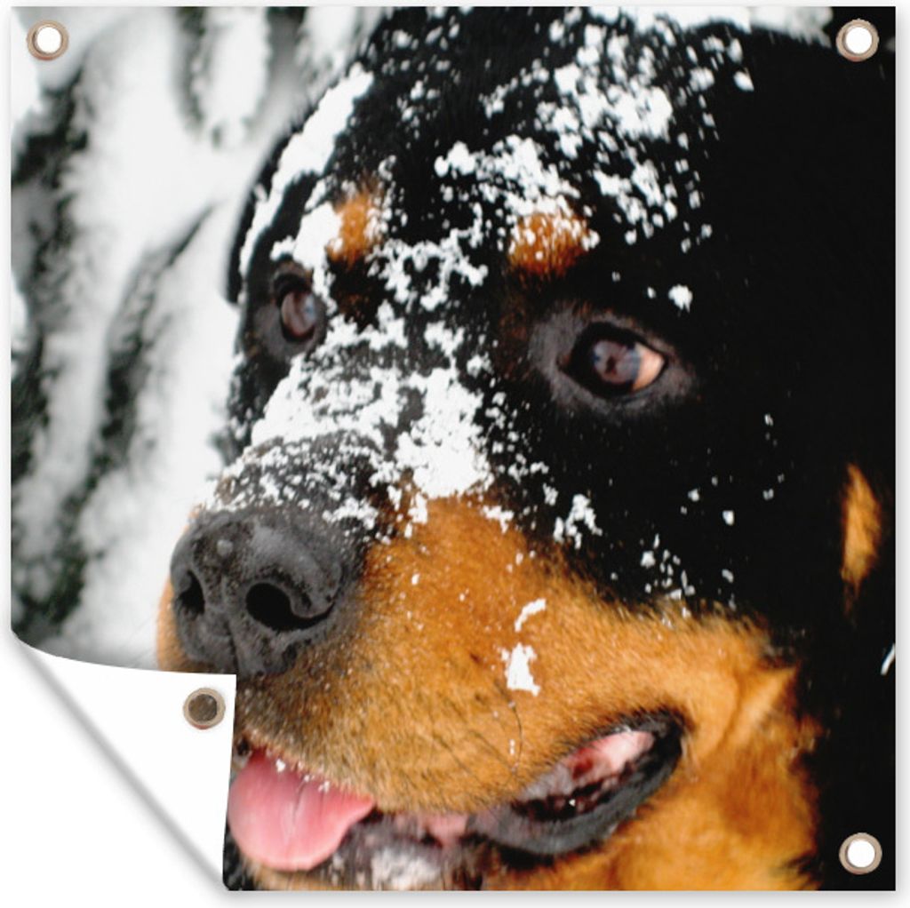 MuchoWow 50x50 cm Outdoor-Poster Gartendeko Sichtschutz Garten Poster für den Garten Schöner Rottweiler im Schnee