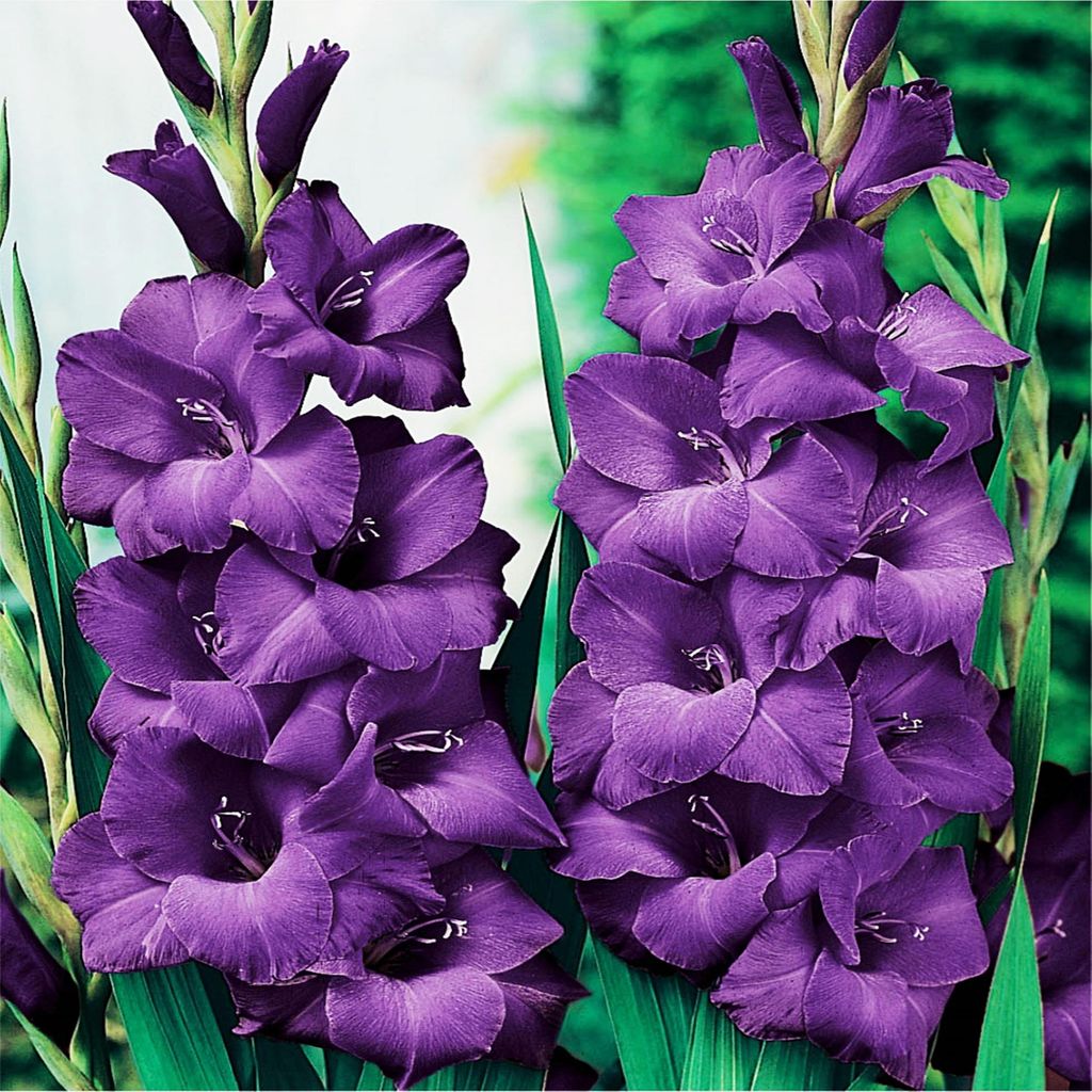 Gladiole Gladiolus Schwertblume Sommerblühende Siegwurze Violett 5 St.