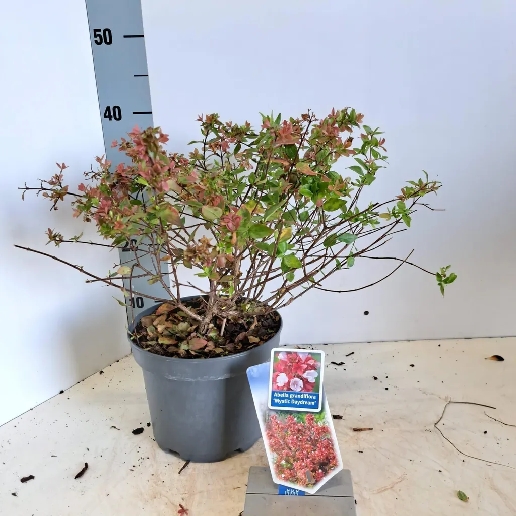 Abélia à grandes fleurs Mystic Daydream en pot pour haie et massif