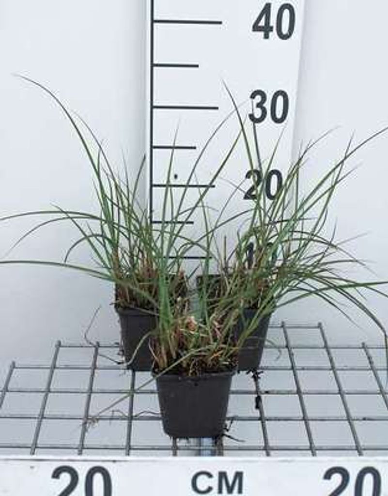 6 x Miscanthus sin. 'Kleine Silberspinne' - Chinaschilf - Topf 9 x 9 cm