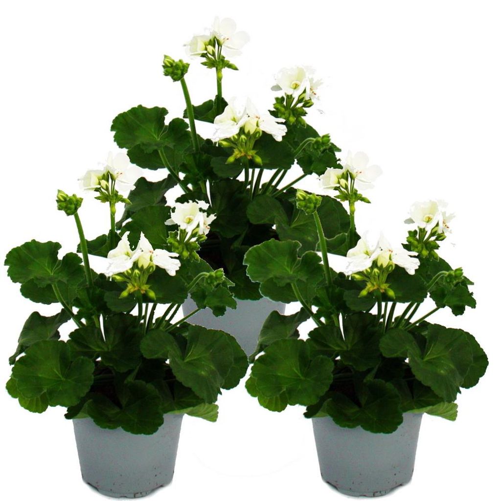 Pelargonie vzpřímená – Pelargonium zonale – 12cm květináč – Obrázek produktu 