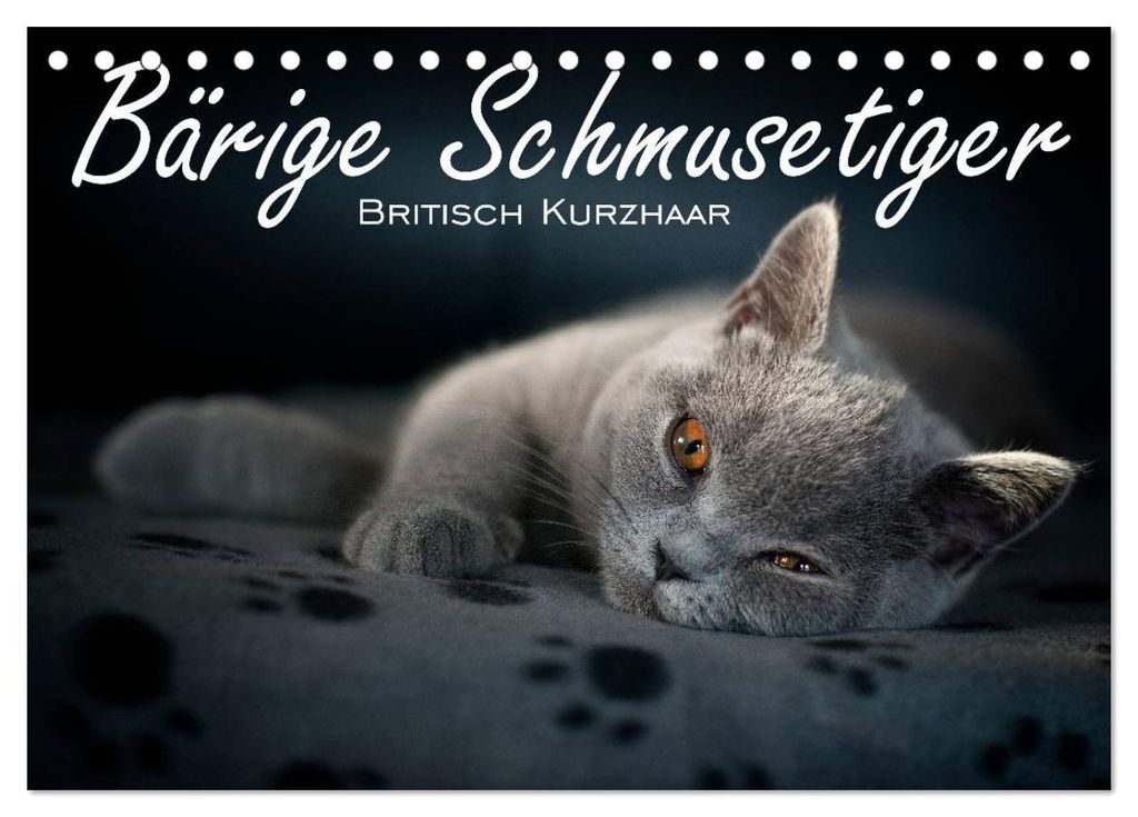 Bärige Schmusetiger - Britisch Kurzhaar (Tischkalender 2027 DIN A5 quer), CALVENDO Monatskalender