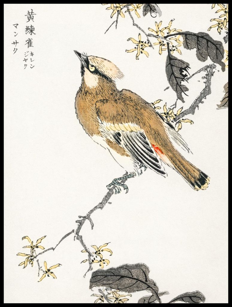 Poster 60x80cm Östliche Wacholderdrossel, Japanischer Kashu Vintage für das Wohnzimmer