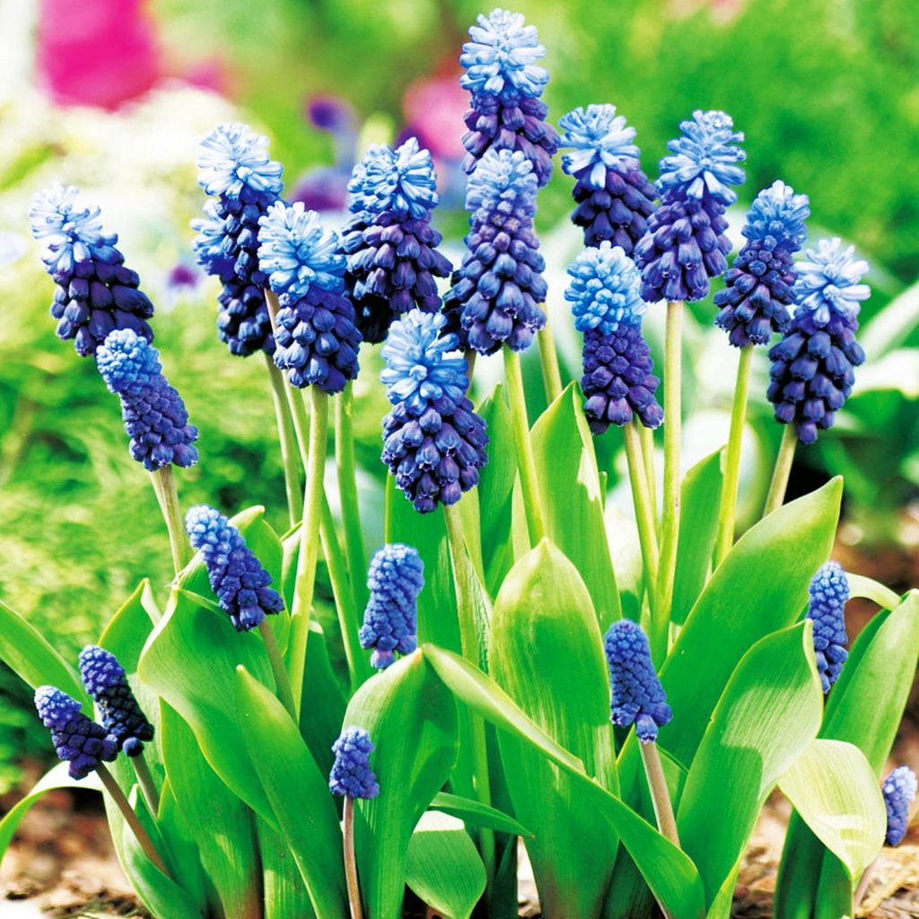 Muscari Blumenzwiebeln Zwiebeln Blumen Traubenhyazinthe Produktbild 