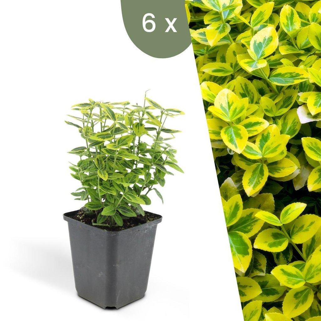 Plants by Frank | 6 Gelbe Spindelstrauch Pflanzen | Euonymus Fortunei 'Emerald 'n Gold' | Bodendecker | Winterhart | Mehrjährig |Gartenpflanzen