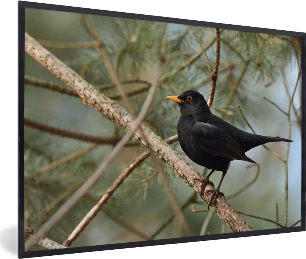 MuchoWow Gerahmtes Poster Vogel - Amsel - Zweige - Tiere 90x60 cm - Poster mit Schwarzem Bilderrahmen Wandposter Rahmen Foto Bilder - Fotorahmen ...
