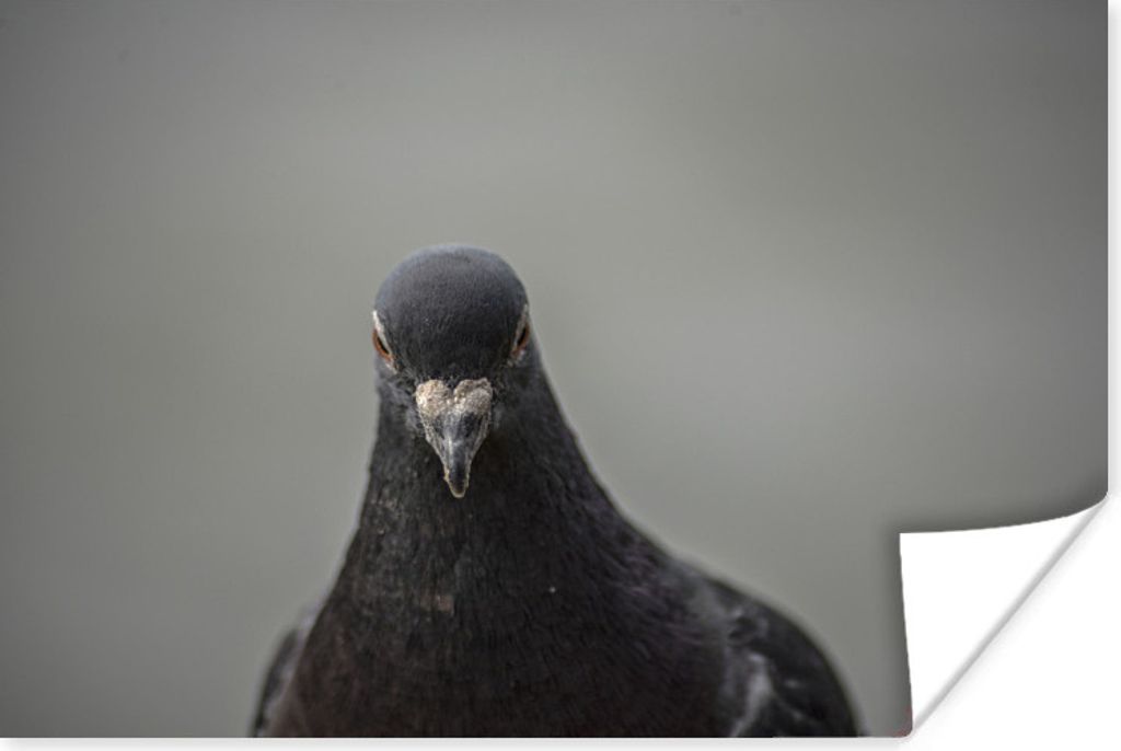 MuchoWow Poster Eine schöne Taube auf grauem Hintergrund 30x20 cm - Plakate - Print