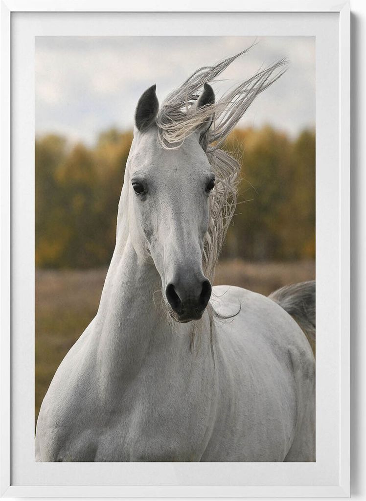 Weißes Pferd im Galopp– Wandbild mit Rahmen – Gerahmtes Bild – Wanddekoration – 70x100 cm – Weiß Rahmen