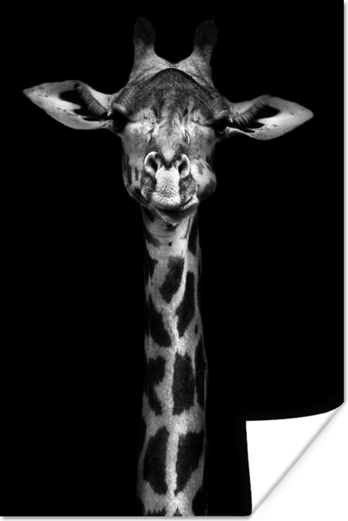 MuchoWow Poster Giraffe - Porträt - Tiere - Schwarz - Weiß 80x120 cm - Papierdruck