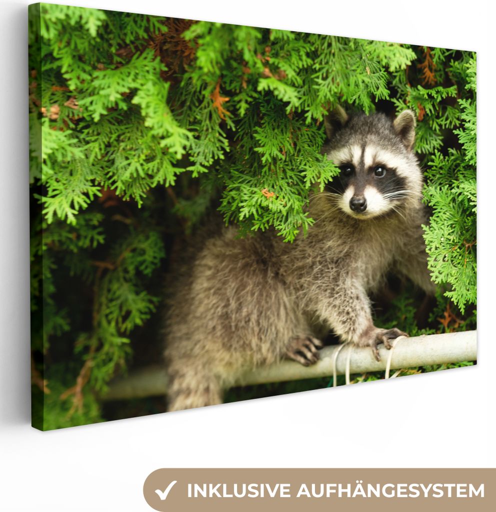 OneMillionCanvasses - Leinwandbilder - 140x90 cm, Waschbär - Baby - Pflanze, Wandbilder Kunstdruck Wanddekoration - Foto auf Leinwand - Gemälde...