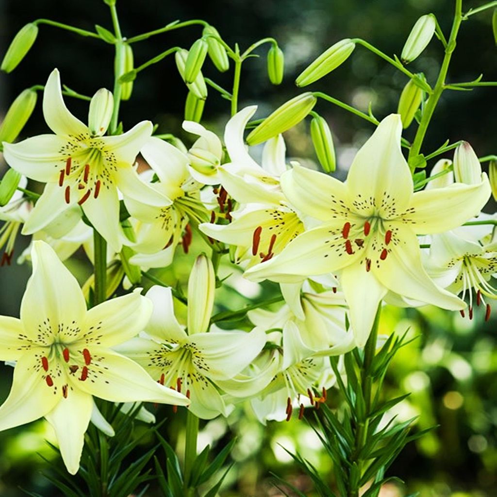 Lilien Blumenzwiebeln Zwiebeln Blumen Tigerlilie Sweet Produktbild 